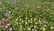 64 Il rosa della silene dioica, il giallo della viola biflora, l'azzurro dei nontiscordar